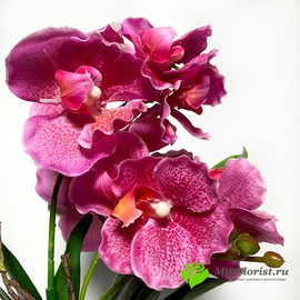 Орхидея в кашпо лиловая H-29см - Фото1. Купить в розницу