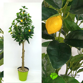Лимонное дерево 140 см. в кашпо