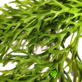 Ампельная зелень Олений Рог 85см (Зеленый) - Фото1. Купить в розницу