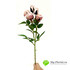 Ветка розы кустовая нюдово-розовая 43 см фото малое1