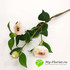 Ветка пионовидной розы (нежно-розовый) фото малое1