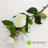 Ветка пионовидной розы (белая) фото малое