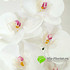 Орхидея латекс 100 см. (Белый с розовым) фото малое2