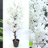 Цветущая яблоня (Сакура) белая Натурал. ствол фото малое