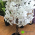 Цветущая яблоня (Сакура) белая Натурал. ствол фото малое1