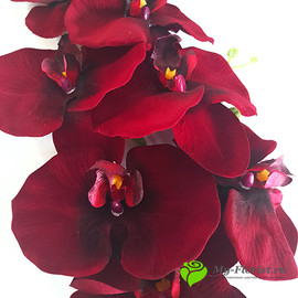 Орхидея бархатная 104 см. (Бордовая) - Фото1. Купить в розницу