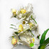 Орхидея в кашпо белая H-29см фото малое1