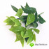 Сирень листья латекс в букете 36 см. фото малое