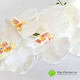 Орхидея бархатная 104 см. (Белая) - Фото1. Купить в розницу