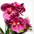 Орхидея в кашпо лиловая H-29см фото малое1