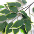 Фикус ветка зеленая с белым краем 60 см. фото малое1