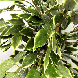 Фикус дерево 150 см зеленое с белым (Натурал. ствол) - Фото1. Купить в розницу