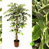Фикус дерево 150 см зеленое с белым (Натурал. ствол) фото малое