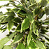 Фикус дерево 150 см зеленое с белым (Натурал. ствол) фото малое1