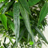 Бамбук декоративный латекс H-205см фото малое2