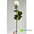 Роза в бутоне РЕАЛИСТИК 55 см белая фото малое1
