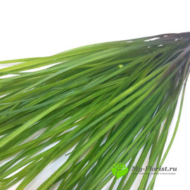 Осока трава 53 см. пластик (зеленая) - Фото2. Купить в розницу