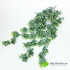 Ива ампельная зеленая с белым напылением 56 см. фото малое