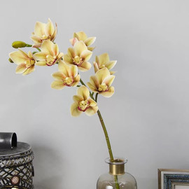 Орхидея Цимбидиум 