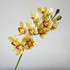 Орхидея Цимбидиум 