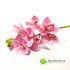 Орхидея ЦИМБИДИУМ латекс 76см. (Розовая) фото малое