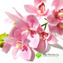 Орхидея ЦИМБИДИУМ латекс 76см. (Розовая) фото малое3