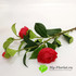 Ветка пионовидной розы (красная) фото малое