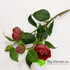 Ветка пионовидной розы (темно-красная) фото малое