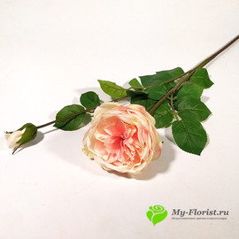 Роза пионовидная ЛЕЙЛА 78см (Персиковая) - Фото1. Купить в розницу