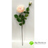 Роза пионовидная ЛЕЙЛА 78см (Персиковая) фото малое2