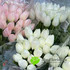 Тюльпан АЛЬБА 40 см Белый фото малое1