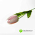 Тюльпан АЛЬБА 40 см Розовый фото малое