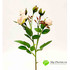 Роза кустовая нежно-розовая НИАГАРА 42см фото малое