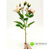 Роза кустовая нежно-розовая НИАГАРА 42см фото малое2