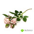 Роза кустовая нюдово-розовая НИАГАРА 42см фото малое1