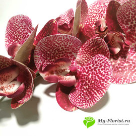 Орхидея КИМОНО силикон 97 см. (Лиловая пестрая) - Фото1. Купить в розницу