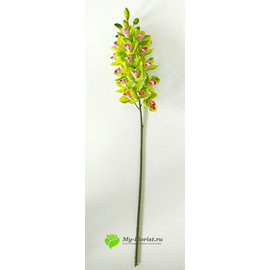 Орхидея цимбидиум 90 см. (Зеленый) - Фото1. Купить в розницу