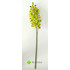 Орхидея цимбидиум 90 см. (Зеленый) фото малое1