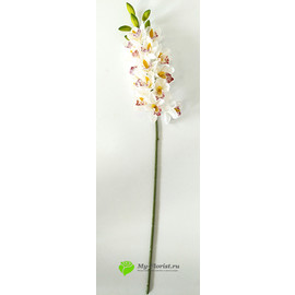 Орхидея цимбидиум 90 см. (Белый с розовым) - Фото1. Купить в розницу