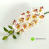 Орхидея цимбидиум 90 см. (Белый с розовым) фото малое