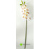 Орхидея цимбидиум 90 см. (Белый с розовым) фото малое1