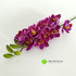 Орхидея цимбидиум 90 см. (Лиловый) фото малое
