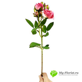 Роза кустовая малиновая НИАГАРА 42см - Фото1. Купить в розницу