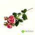 Роза кустовая малиновая НИАГАРА 42см фото малое2