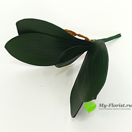 Подкустник орхидеи малый 21,5 см. - Фото1. Купить в розницу