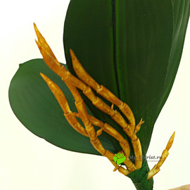 Подкустник орхидеи малый 21,5 см. - Фото2. Купить в розницу