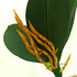 Подкустник орхидеи малый 21,5 см. фото малое2