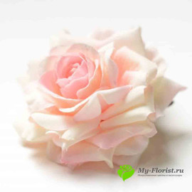 Роза ПРИМАВЕРА D-8см Н-4см Бело-розовая