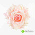 Роза ПРИМАВЕРА D-8см Н-4см Бело-розовая фото малое1