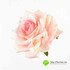Роза ПРИМАВЕРА D-8см Н-4см Бело-розовая фото малое2